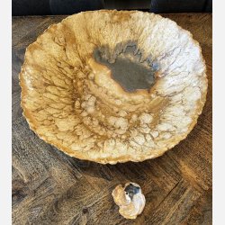 Stort unika fad i (Musling)