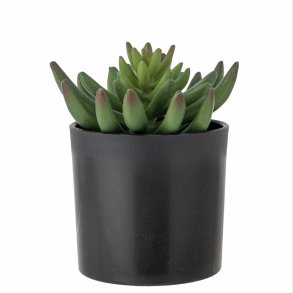 Echeveria Plante, Gr�n, Kunstige Blomster